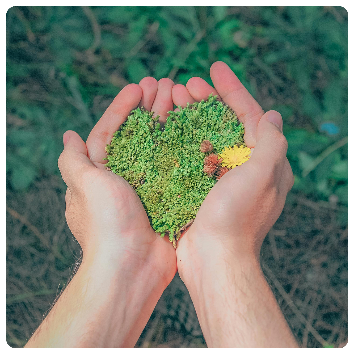 homöopathische arzneimittel